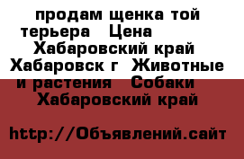 продам щенка той терьера › Цена ­ 2 500 - Хабаровский край, Хабаровск г. Животные и растения » Собаки   . Хабаровский край